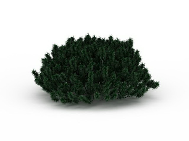 Coniferous shrubs 3d rendering