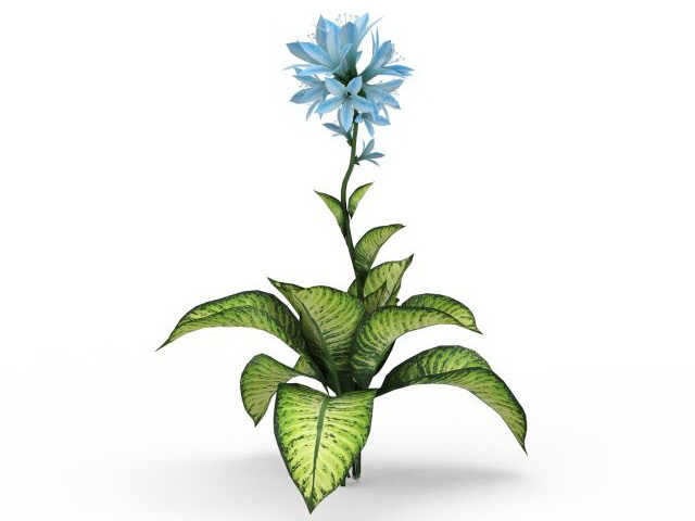 Dieffenbachia seguine plant 3d rendering