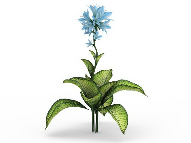 Dieffenbachia seguine plant 3d rendering