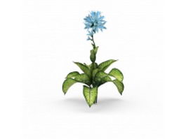 Dieffenbachia seguine plant 3d model preview
