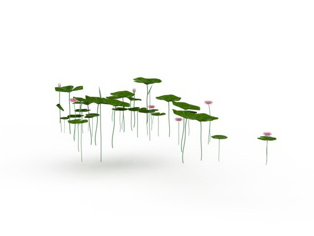 Lotus leaves and flowers 3d rendering