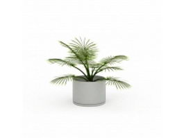Potted palm plants 3d model preview