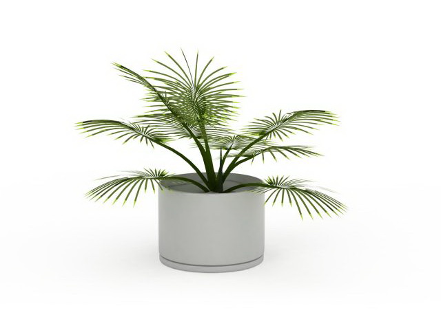 Potted palm plants 3d rendering
