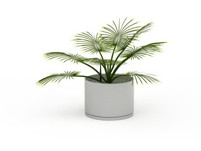 Potted palm plants 3d rendering