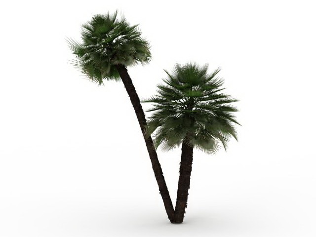 Windmill palm tree 3d rendering