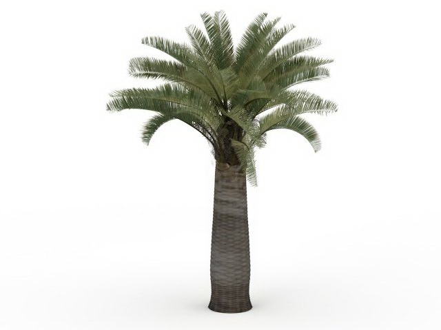 California palm tree 3d rendering