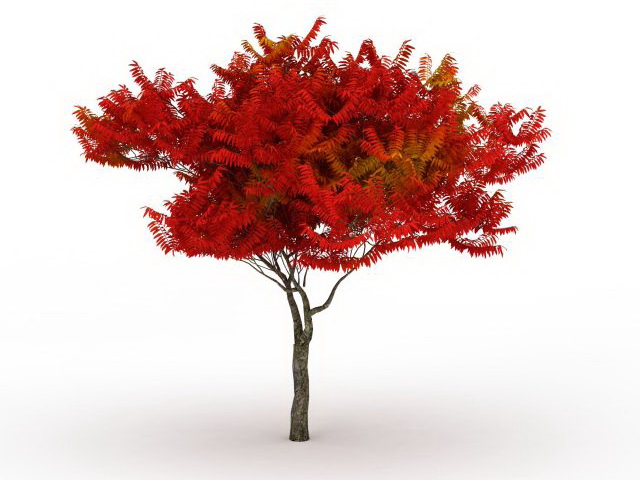 Autumn flame maple tree 3d rendering