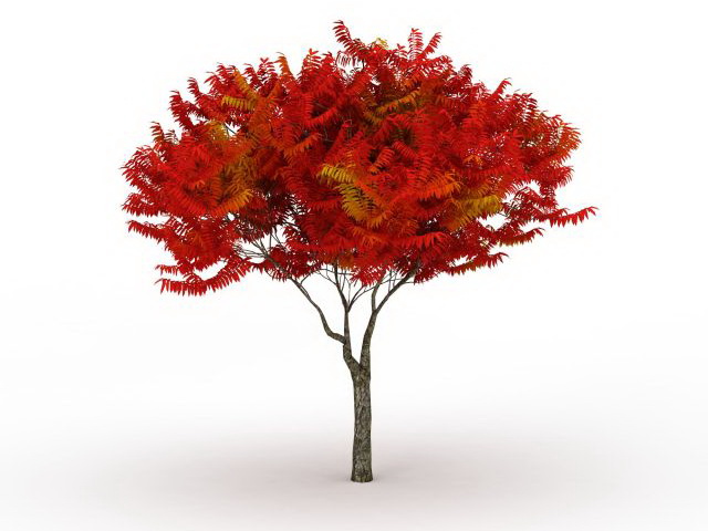Autumn flame maple tree 3d rendering