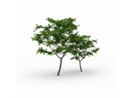 Dawn redwood tree 3d model preview
