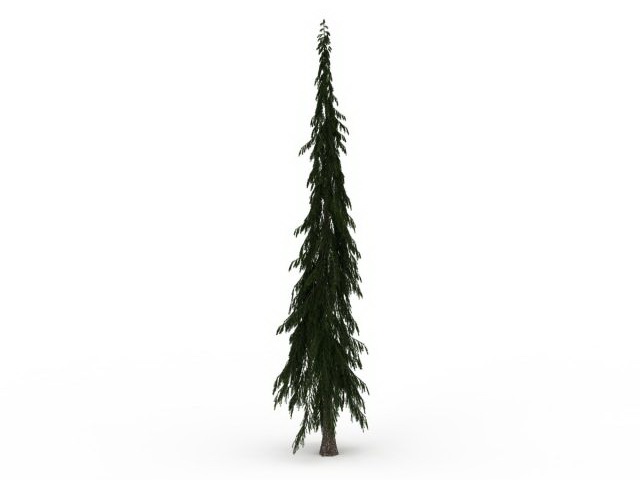 Lodgepole pine tree 3d rendering