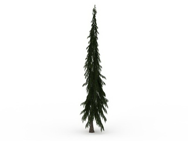 Lodgepole pine tree 3d rendering