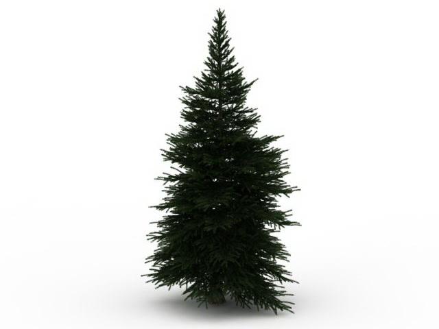 Dwarf pine tree 3d rendering