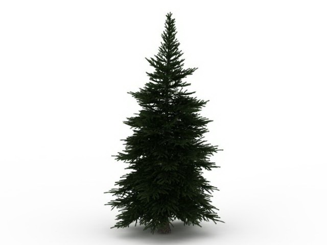 Dwarf pine tree 3d rendering