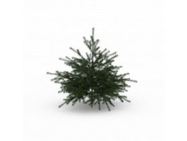 Conifer pine tree 3d model preview