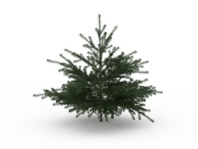Conifer pine tree 3d rendering