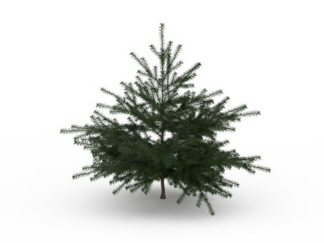Conifer pine tree 3d rendering