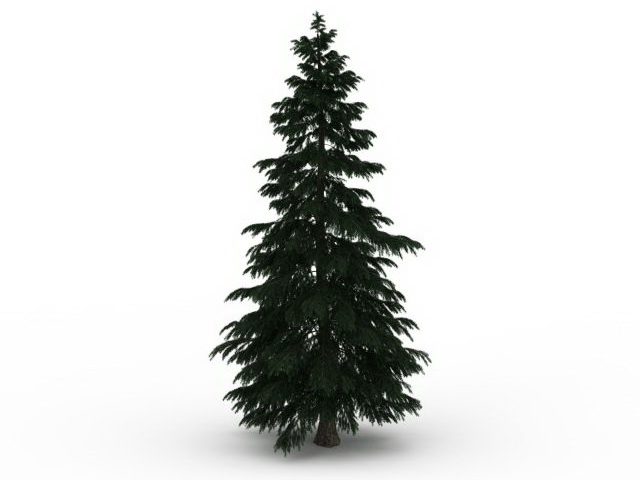 Italian Cypress pine tree 3d rendering