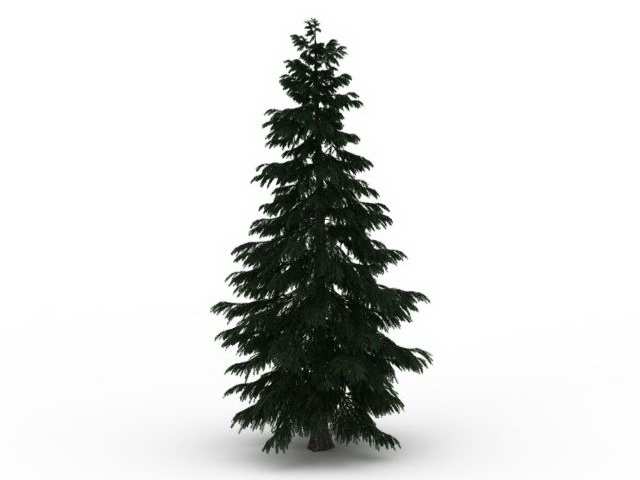 Italian Cypress pine tree 3d rendering