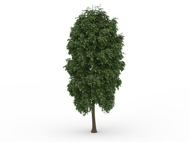 Sycamore tree 3d rendering