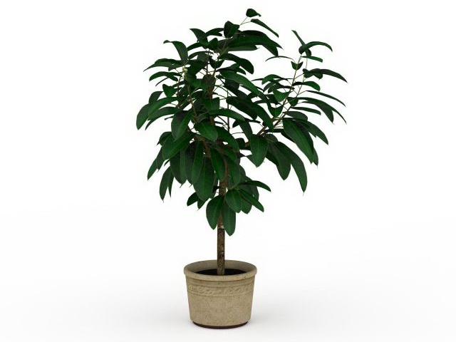 Gardenia potted plants 3d rendering
