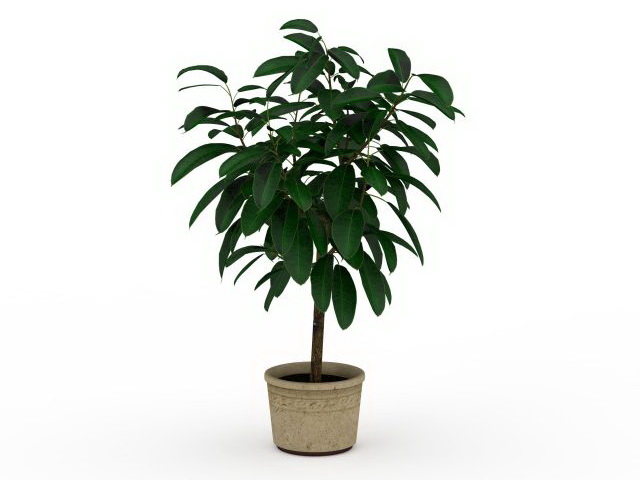 Gardenia potted plants 3d rendering