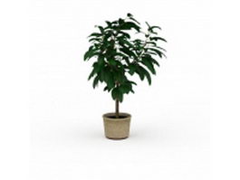 Gardenia potted plants 3d model preview