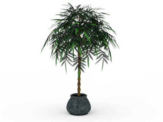 Potted money tree plant 3d rendering