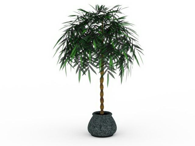 Potted money tree plant 3d rendering