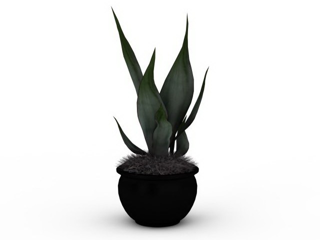 Potted aloe plant 3d rendering