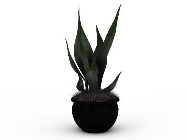 Potted aloe plant 3d rendering