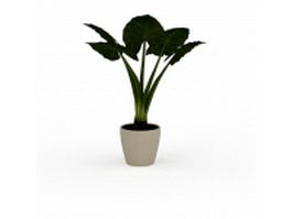 Elephant ear plant in container 3d model preview