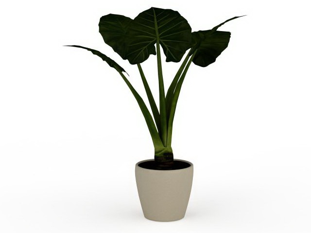 Elephant ear plant in container 3d rendering