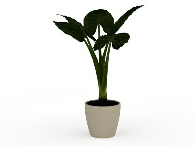 Elephant ear plant in container 3d rendering
