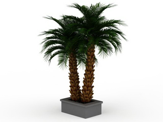 Outdoor potted palm plants 3d rendering
