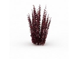 Purple diamond loropetalum shrub 3d model preview