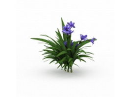 Kaffir lily plant 3d model preview