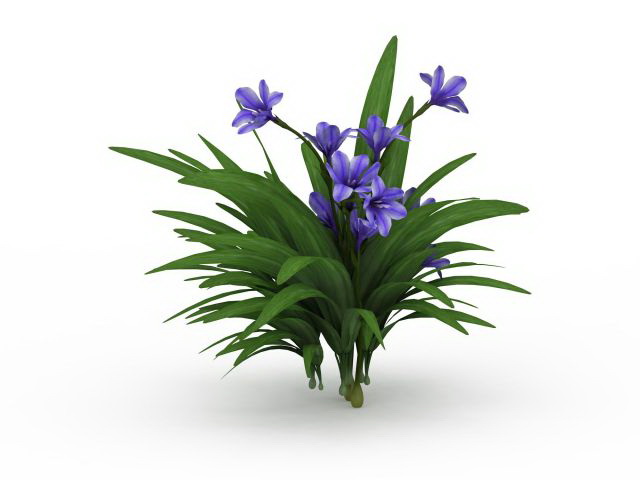 Kaffir lily plant 3d rendering