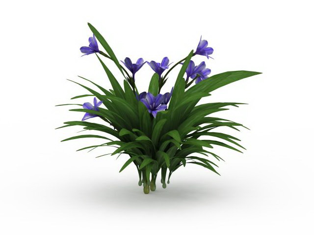 Kaffir lily plant 3d rendering