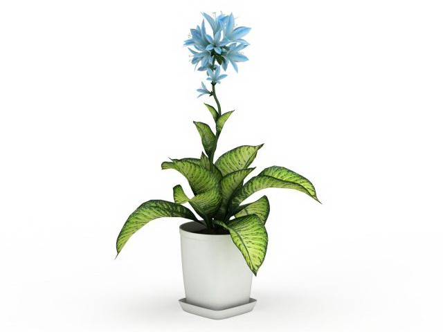 Potted dieffenbachia plant 3d rendering