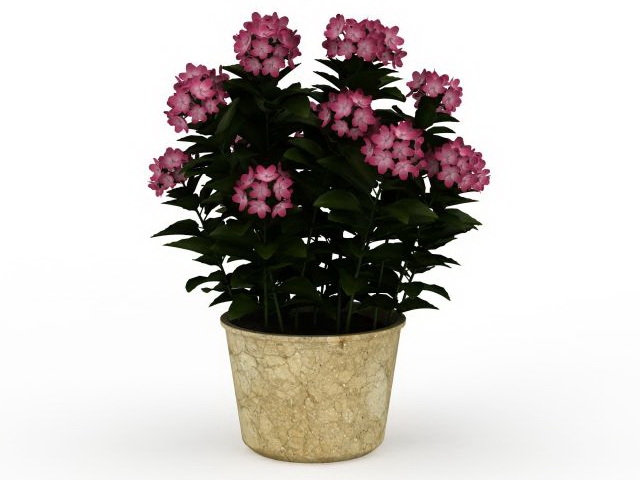 House plants and flowers 3d rendering