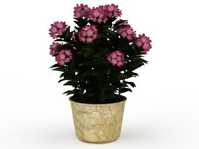 House plants and flowers 3d rendering