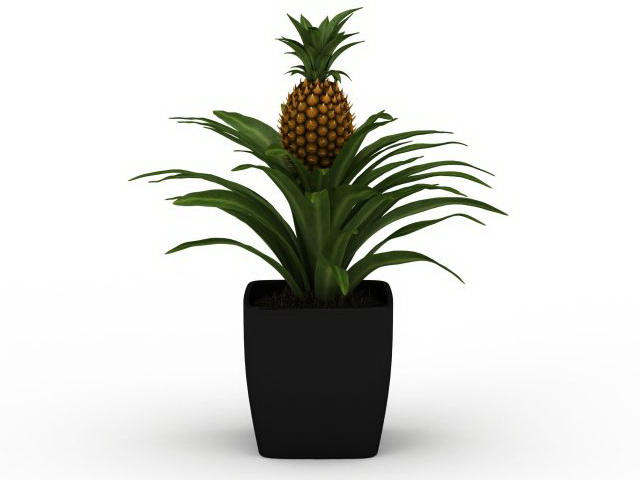 Pot pineapple plant 3d rendering