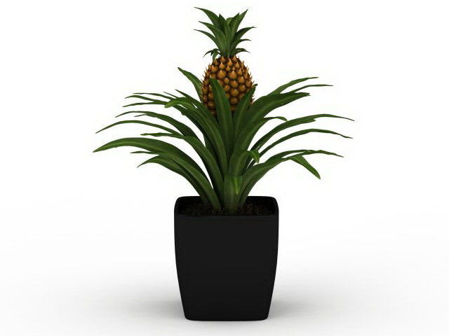 Pot pineapple plant 3d rendering