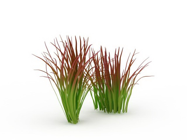 Imperata grass 3d rendering