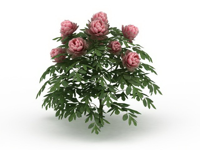 Pink peony plants 3d rendering