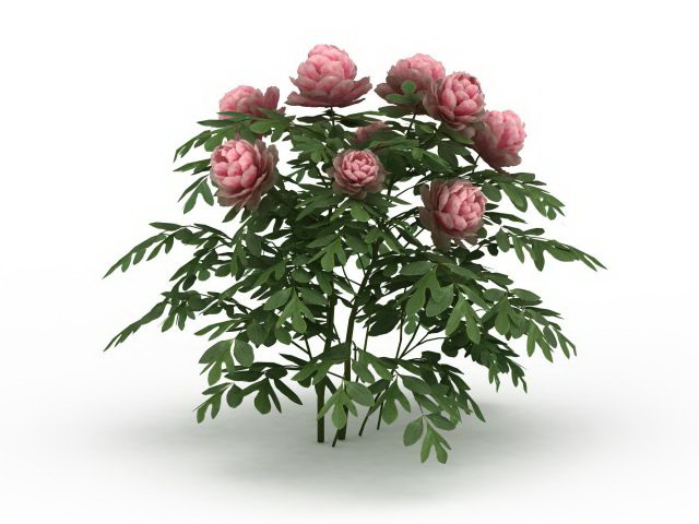 Pink peony plants 3d rendering