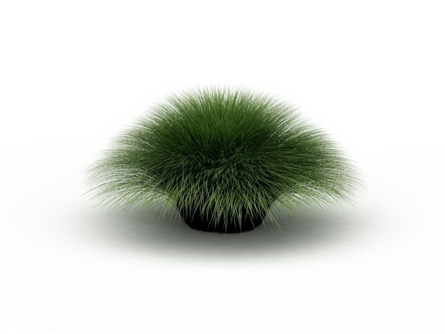 Muhlenbergia grass 3d rendering