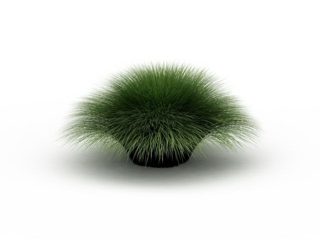 Muhlenbergia grass 3d rendering