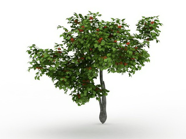 Persimmon tree 3d model 3ds max files free download - modeling 29730 on