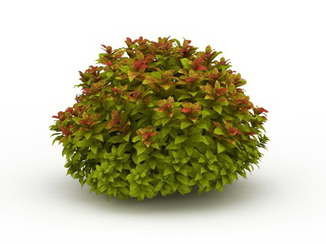 Spiraea japonica plant 3d rendering